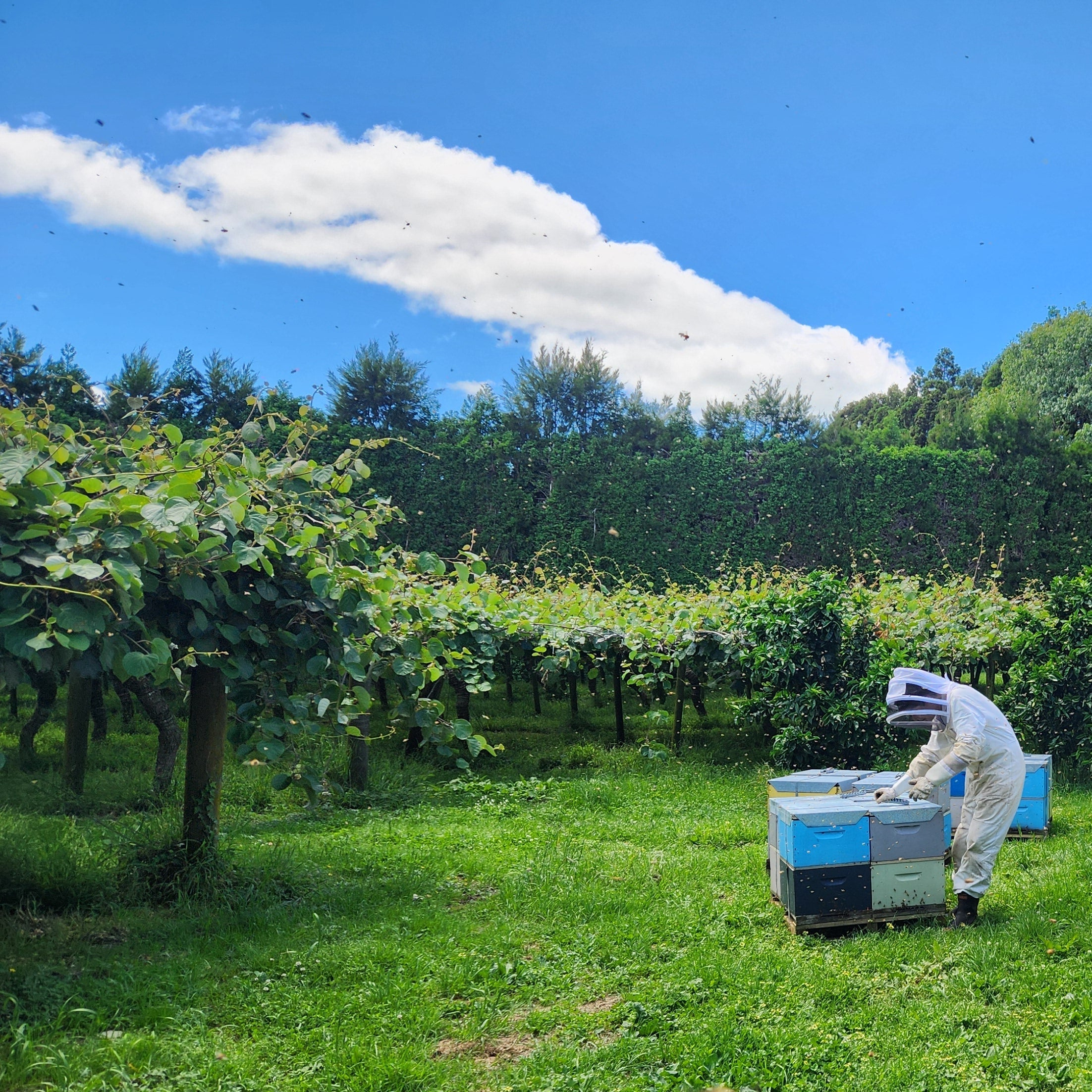 Beekeeper in his suit tending hives in a kiwifruit orchard.