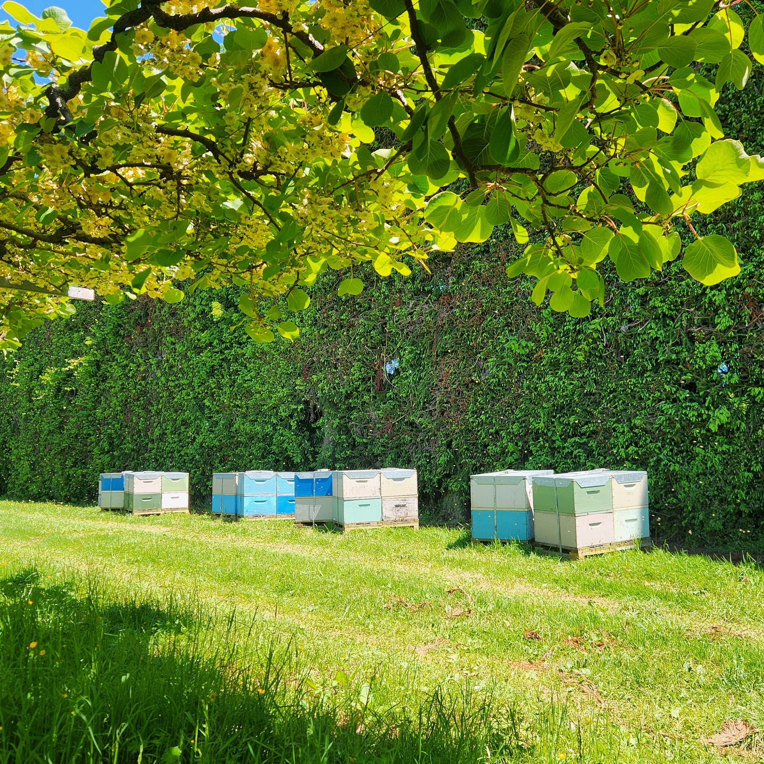 A row of beehives situated for pollinating kiwifruit vines, the kiwifruit vines are visible at the top of the image.